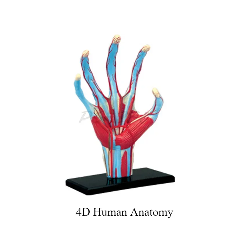 Brinquedo 4D Human Hand Assembly, Modelo Anatômico dos Órgãos da Mão Humana, Modelo de Ensino Médico