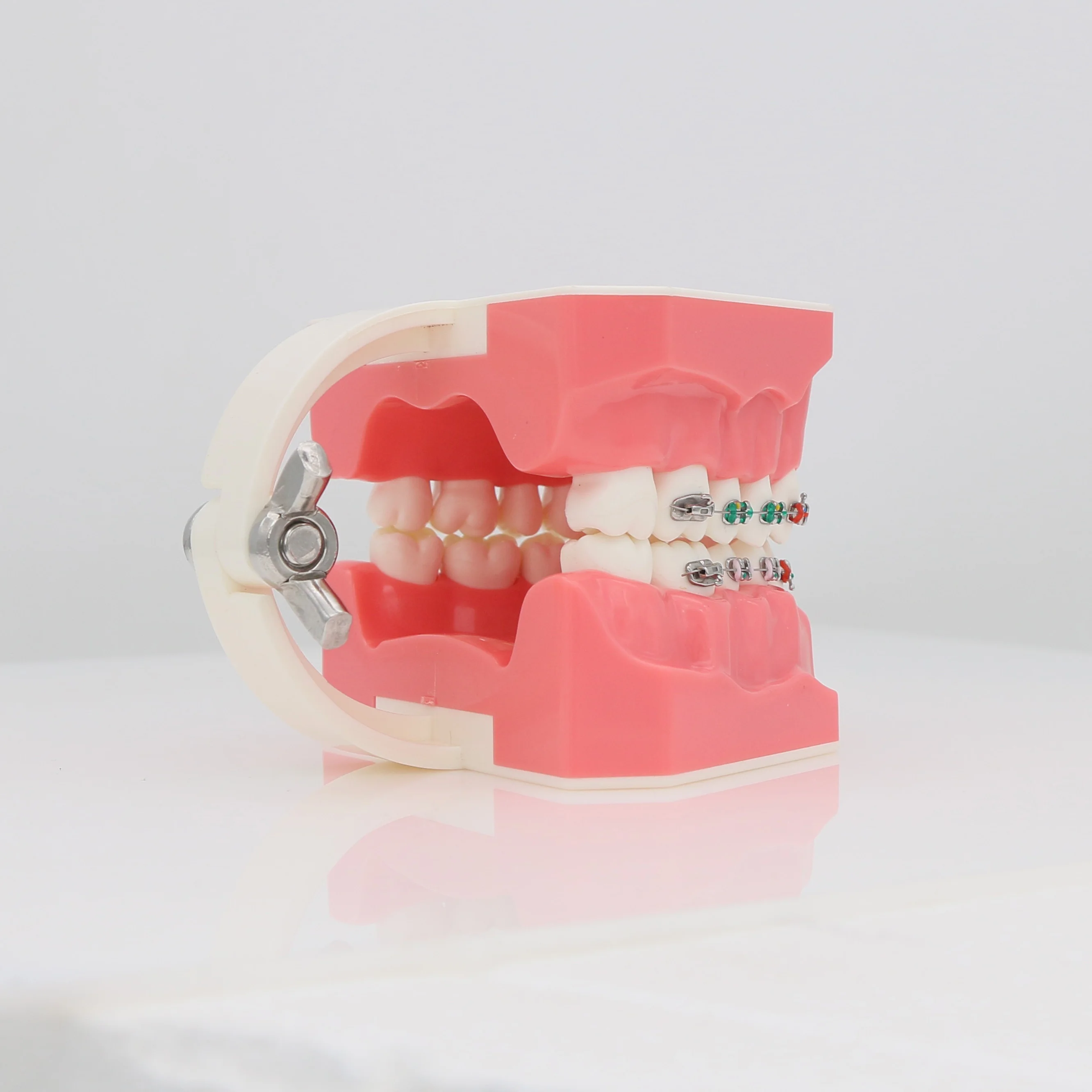 Dental Typodonts Teeth Model M7010-2 Orthodontic Teaching Study Demonstration Tool Standard Dentist student for Teaching