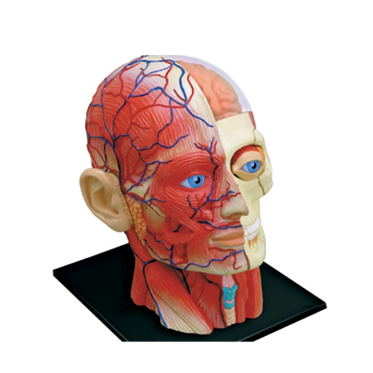 Medical-Torso Human Body Model Education Head Muscles Nerve Organs Model for Student Teaching Study Assembling Model