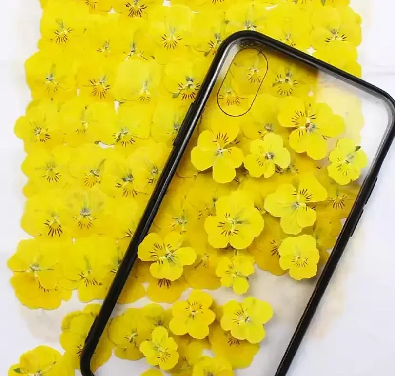 60pcs Pressed Dried Pansy Viola Tricolor L. Flower Plants Herbarium For Jewelry Postcard Bookmark Phone Case Making DIY