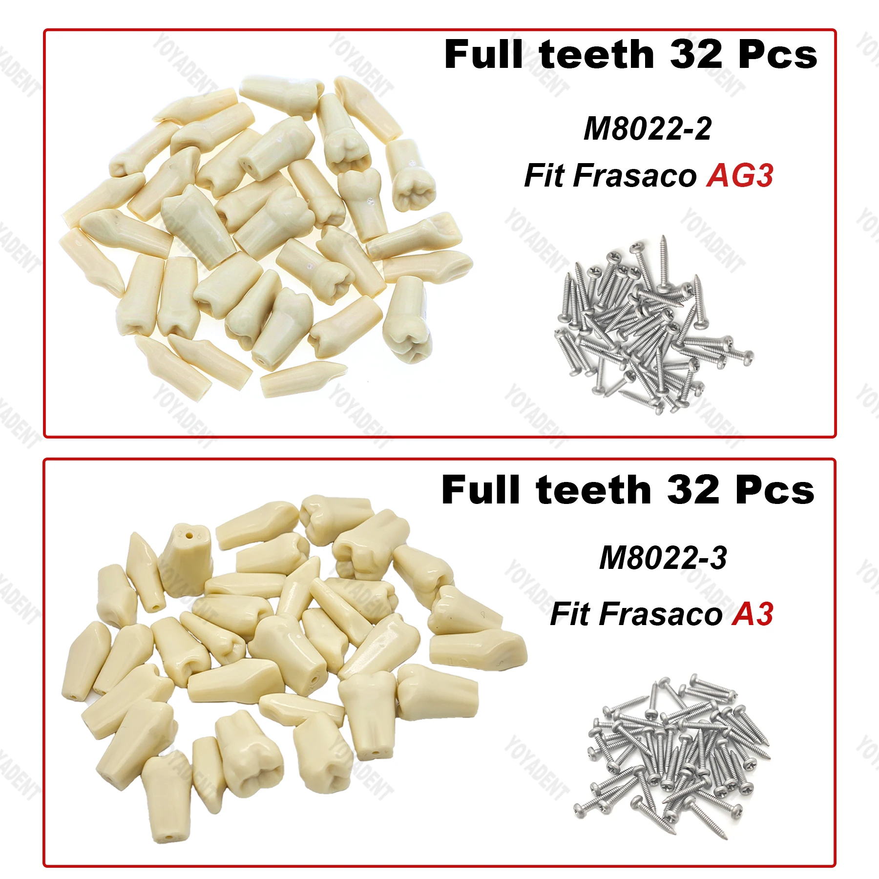 

Fit Frasaco A3/AG3 Type Dental Teeth Model Removable Tooth Particles Full teeth 32Pcs For Patient Education Demo Dentista Tools