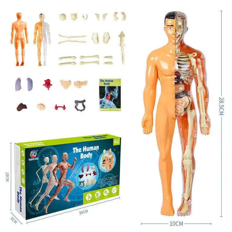 3d Human Body Torso Model for Kid Anatomy Model Skeleton Steam Game DIY Organ Assembly Educational Learning Toy Teaching Tool