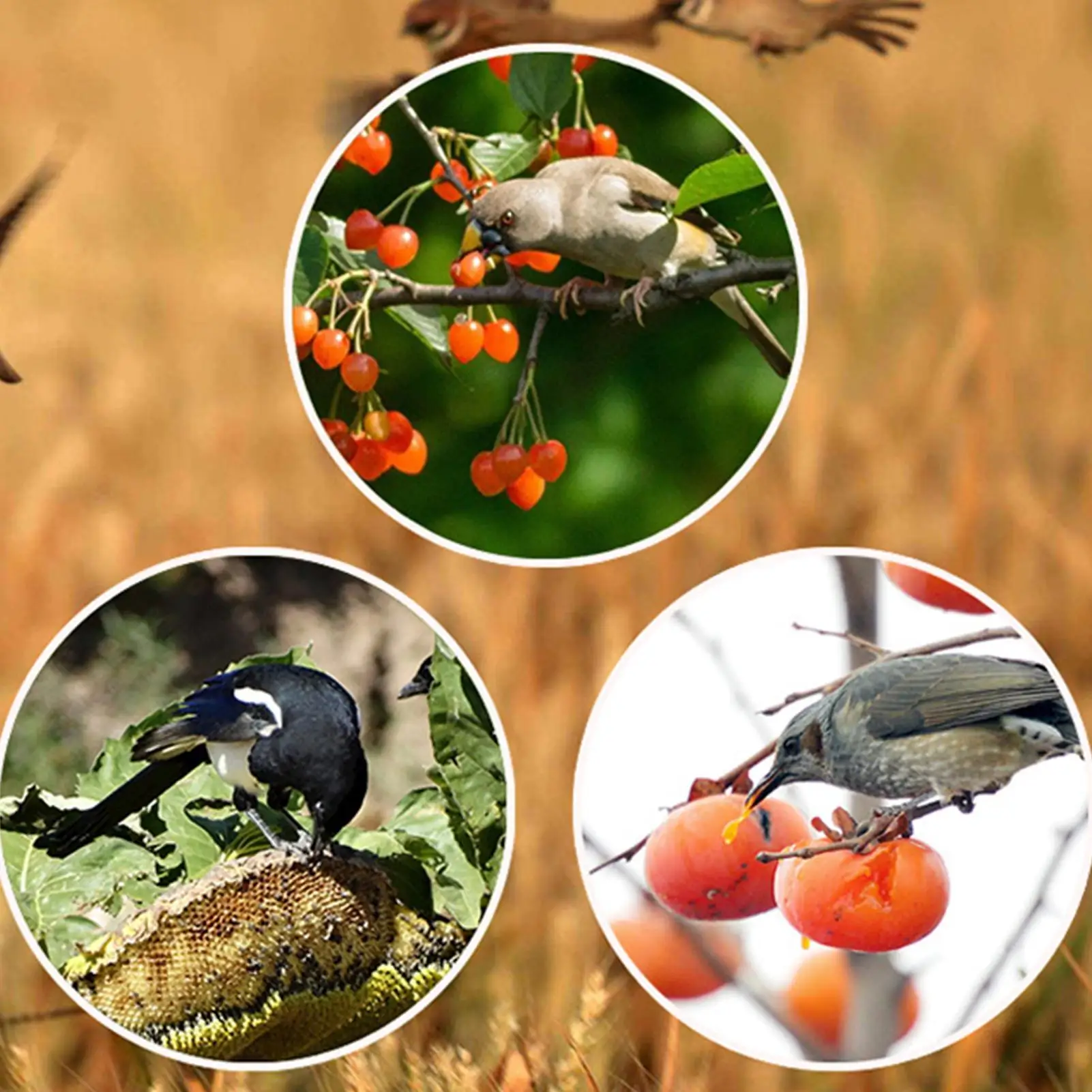 Solar Animal Repellents with 13 Kinds of Sound Playback Repelling Animals Alarm Repeller Outdoor Bird Repeller Solar Powered