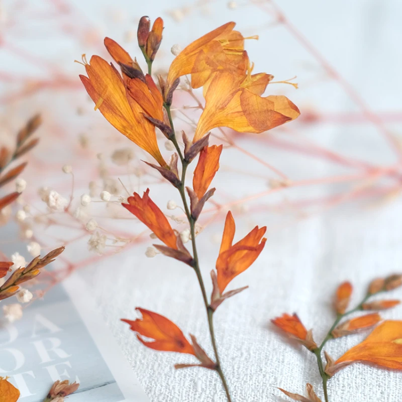 5-10cm/12pcs,natural pressed orchid Flower,dried renanthera branches DIY photo frame bookmark desk lamp phone case decorations
