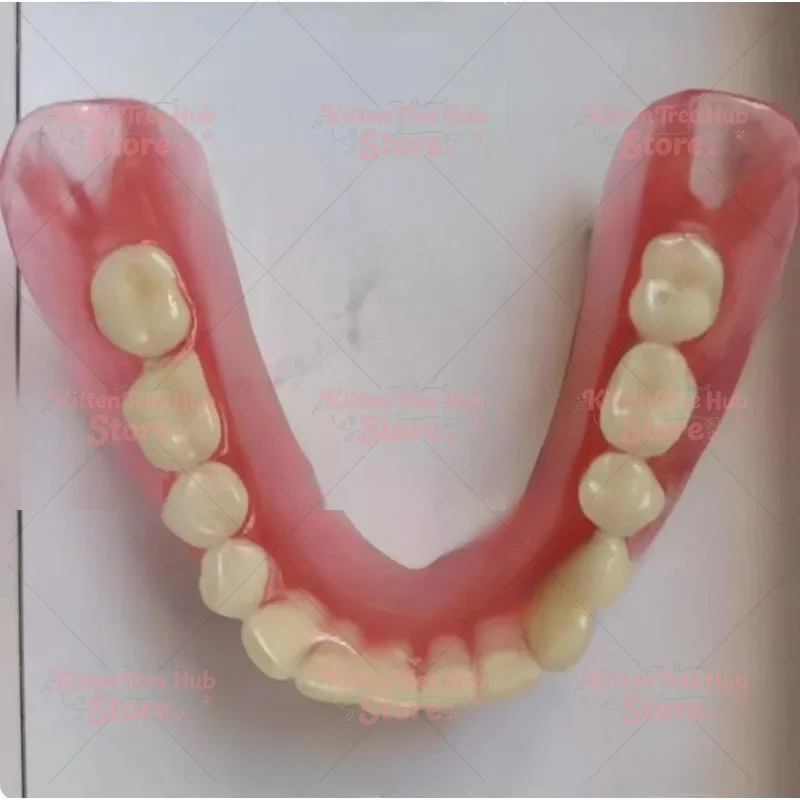 Sample Models Removable False Teeth Display Demo