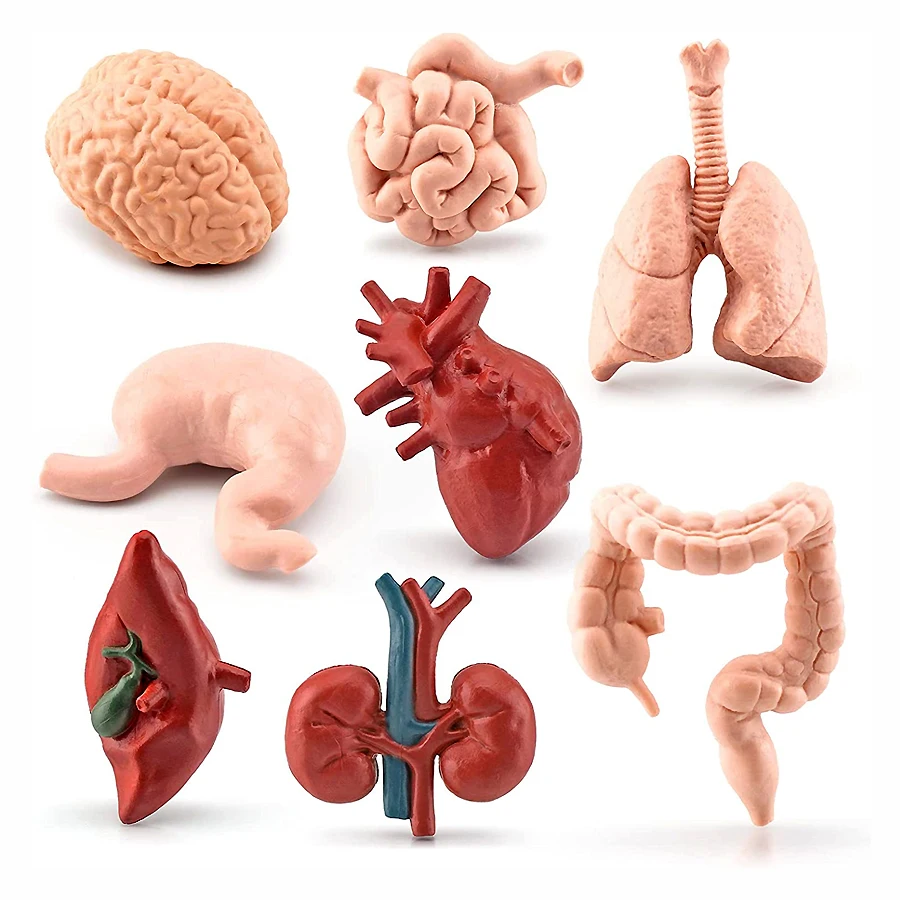 

8PCS Mini Simulation Human Body Organs Parts Sets Model Figure Miniature Anatomy and Physiology Sciences Learning Kit for Kids