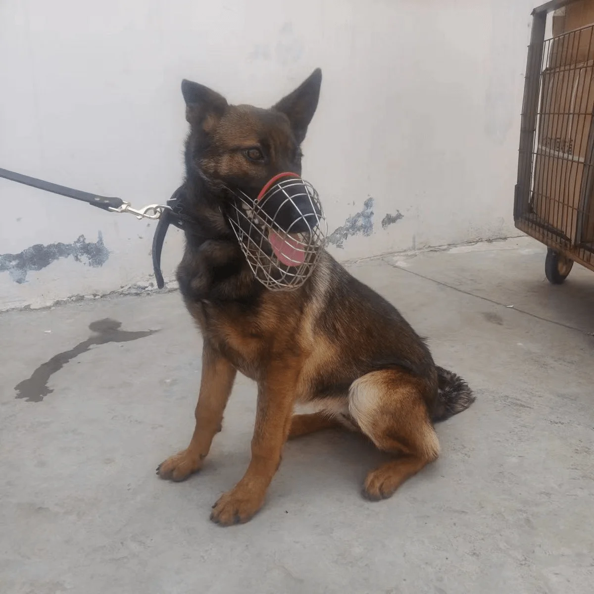 

Adjustable Breathable Stainless Steel Dog Muzzle,Anti-Bite Safety Metal Wire Basket Mask,Secure Fit,Pet Training Dog Accessories