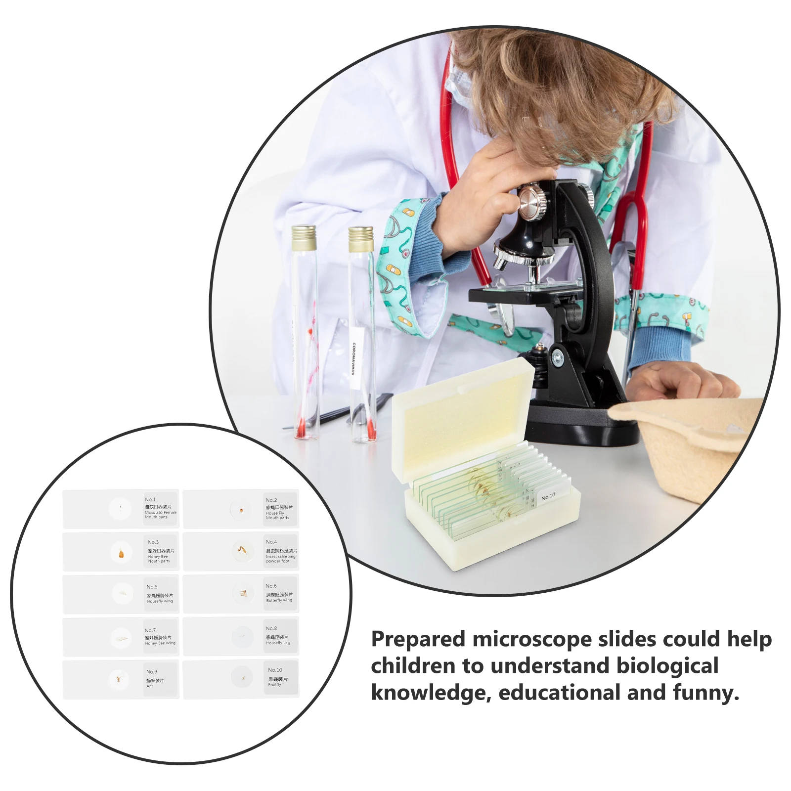 

10Pcs Kids Microscope Slides With Specimens Educational Insect Preparations For Science Classroom