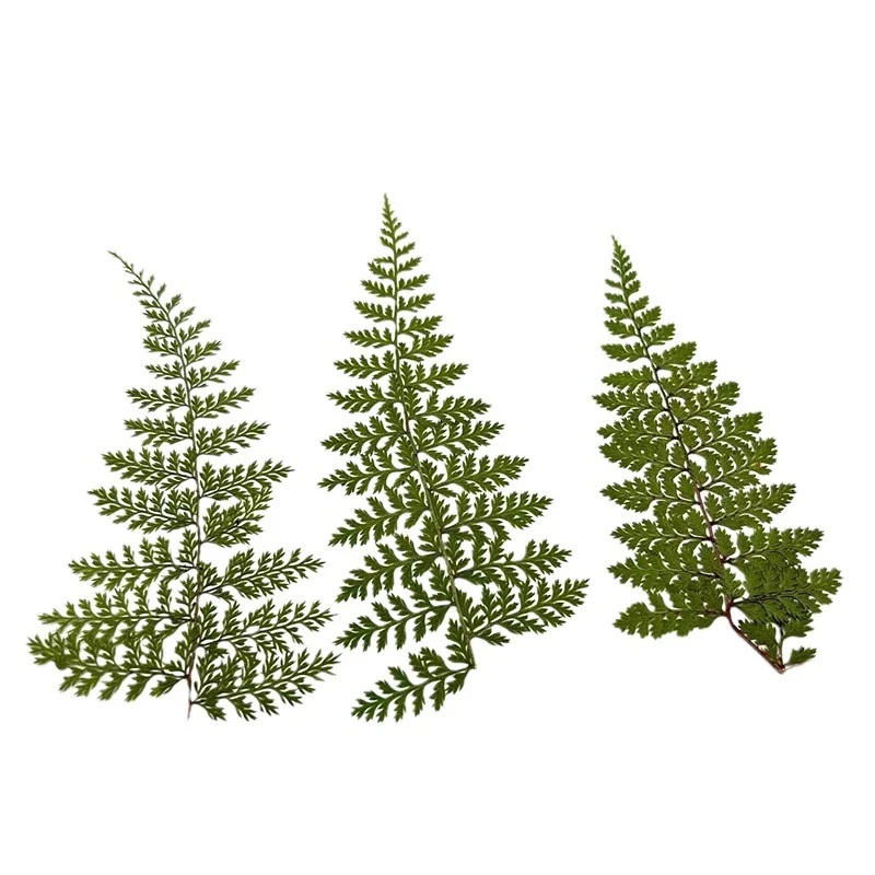 100Pcs Natural Rain Fern Leaf Specimens, Fern Plant DIY Materials, Photo Frame Pressed Flower Art, Resin Crafts, Dried Flower Pressed Flowers