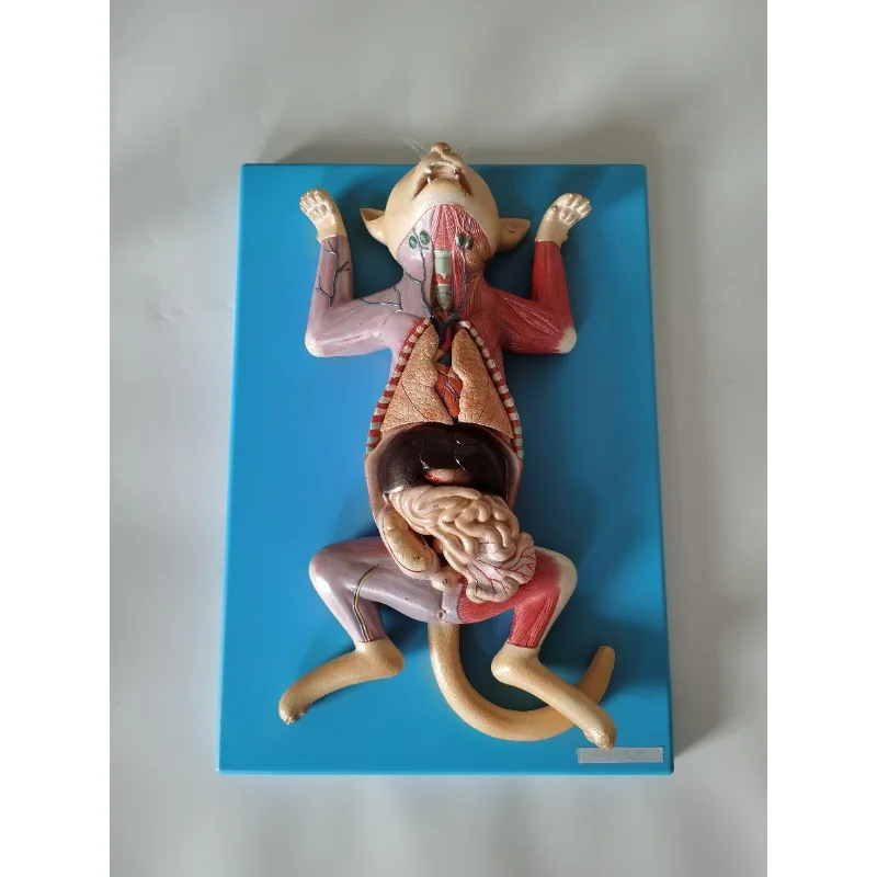 Anatomia avançada do gato Abdominal Anatomia do gato Ensino Modelo experimental de anatomia animal