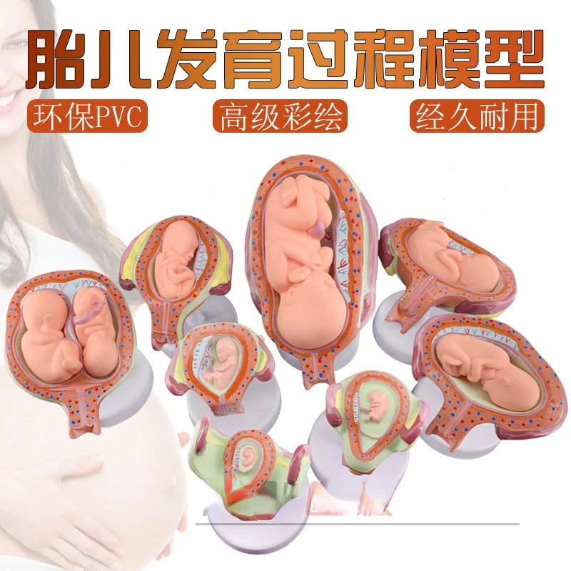 Family planning showcases the development of pregnancy embryos and fetal  models