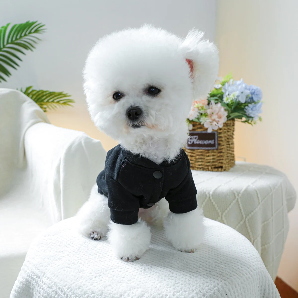 1PC Pet Clothing Spring and Autumn Black Kiss Coat Suitable for Small and Medium sized Dogs