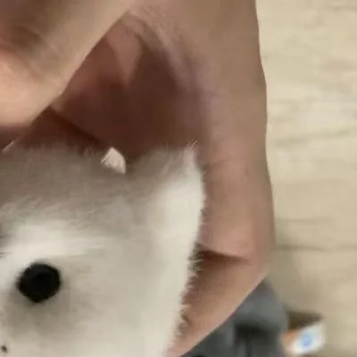 

Очаровательный брелок-кукла в виде тюленя; Имитация морского животного, игрушка-подвеска для сумки, сувенир-подарок в виде тюленя