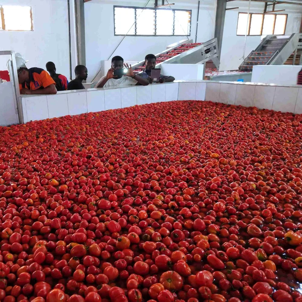 Commercial Tomato Ketchup Sauce Production Line | Multi-Functional Fruit Vegetable Jam/Puree/Concentrate Processing Machinery