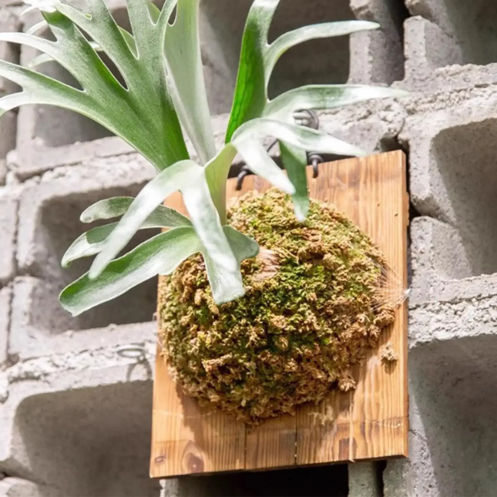1Pcs Indoor Wood Staghorn Fern Hanging Board Wall Mounted Planter Vertical Garden Mounting Indoor Plate Wall Planter