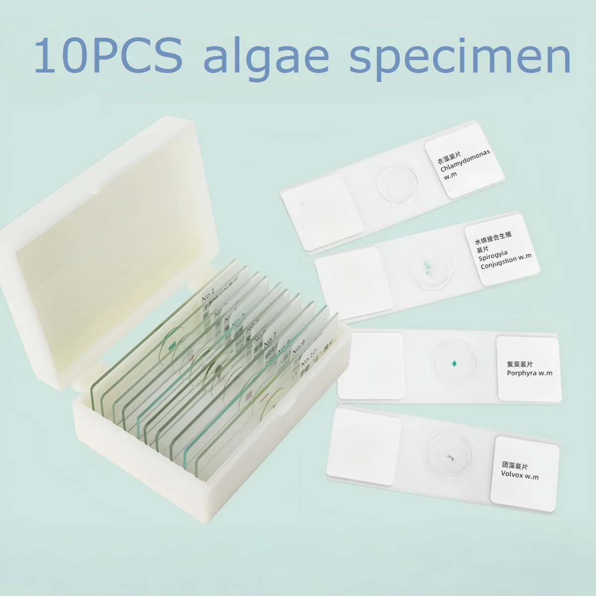 10PC Prepared Slices Microscope slides Algae Specimen Plant Alga Sample Section Biological Permanent Slicing Lab Teach Education