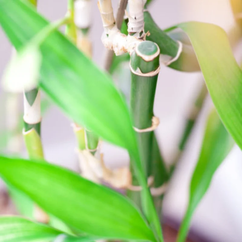 

4Pcs 109mm 1/8 1/10 Short Course Truck Tire Tyre with 12mm 14mm 17mm Wheel Hex for Trxs Slash ARRMA SENTON HSP HPI RC Car