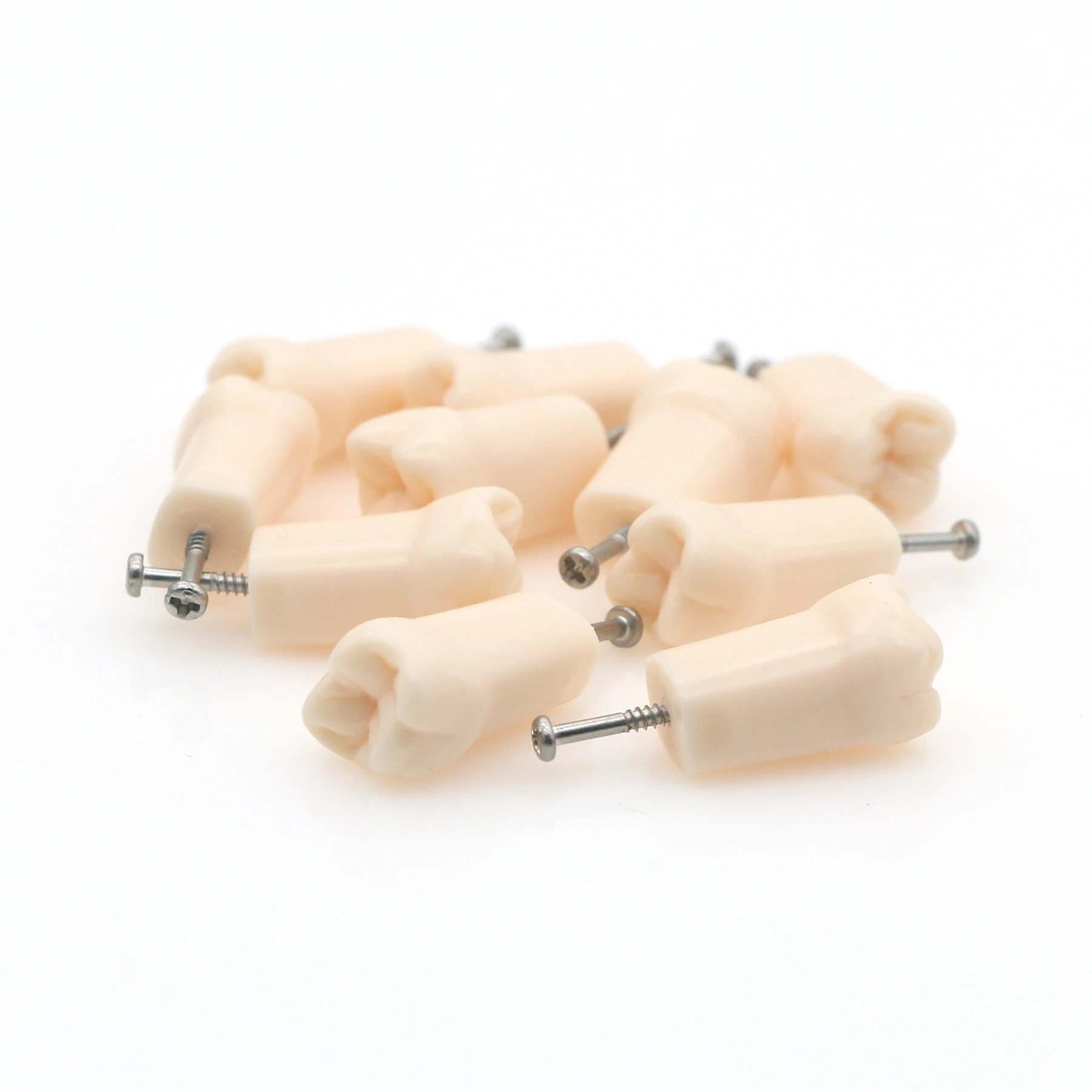 Dental Model 32Pcs Removable Teeth Screw-in Practise Study M8025-6 11# 21# 16# 26# 36# 46# 6 Size fit Kilgore NISSIN 200 Type