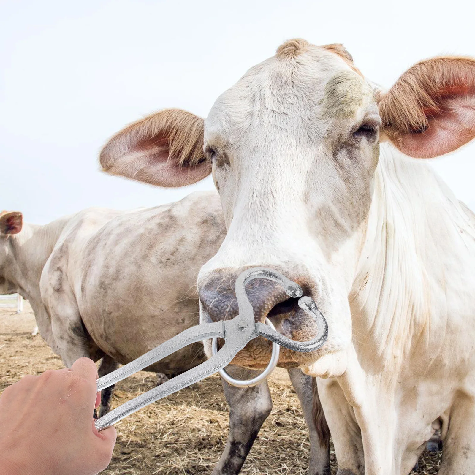 

Stainless Steel Livestock Cow Durable Traction Tool For Farmers Veterinarians Strong Locking Easy Operation Reusable Metal Nose