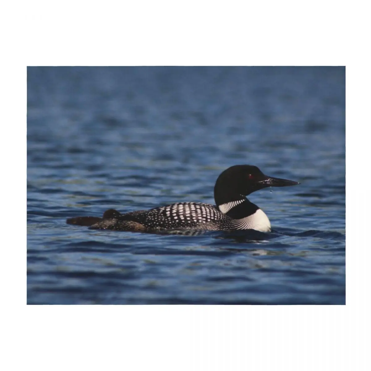 

Common Loon Throw Blanket Extra Large Throw Personalized Gift heavy to sleep for babies Blankets