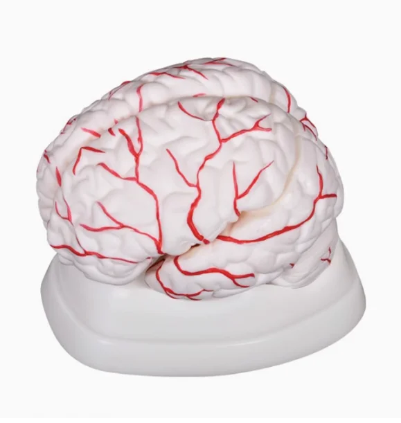 

Cerebral artery model detachable eight-piece medical teaching mold of the blood vessel structure brain of the human