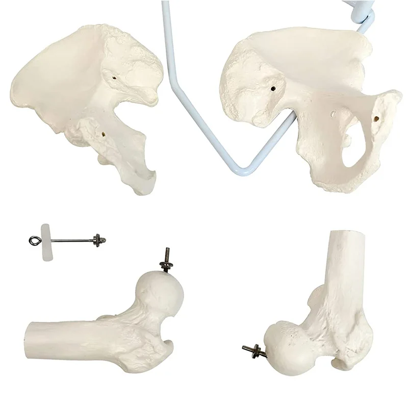 Imagem -06 - Modelo de Coluna Médica Tamanho Vida Vértebras Ósseas Brancas Nervos Artérias Coluna Lombar Pélvis Masculina Inclui Suporte 85cm