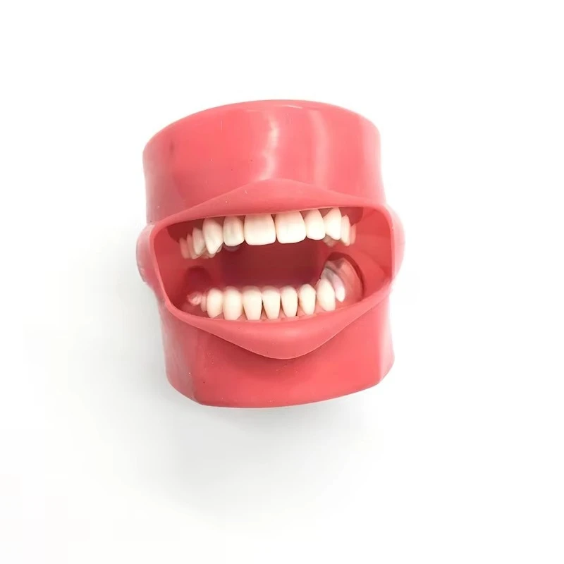Simple Head Model Dental Simulator Phantom Head for Dentist Education Dentist Teaching Head Model Phantom for Training