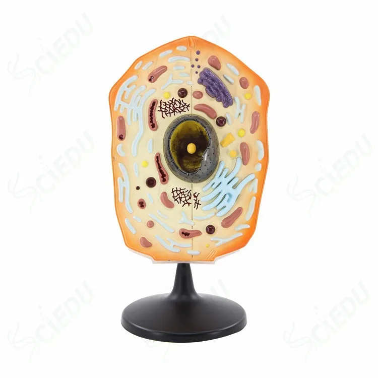 

Teaching Equipment PVC Structure 3D Animal Cell Model Biological Cell Model PVC Anatomy Cell Anatomy Model Plastic