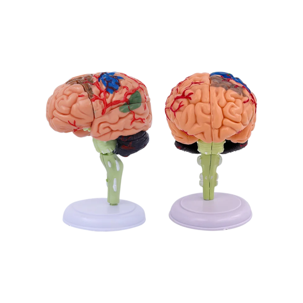 

Human 4D Brain Anatomy Model Detachable 31 Part for Medical Teaching