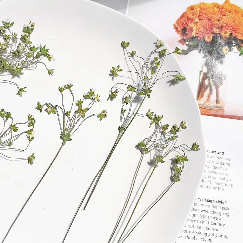 6-10 cm/24 Stück, gepresste Blume, DIY-Nagelkunst, trockene Blume, Tropfkleber, Handyhülle, Schreibtischlampe, Fotorahmen, Hochzeit, Grußkartenmaterialien – Detail 1