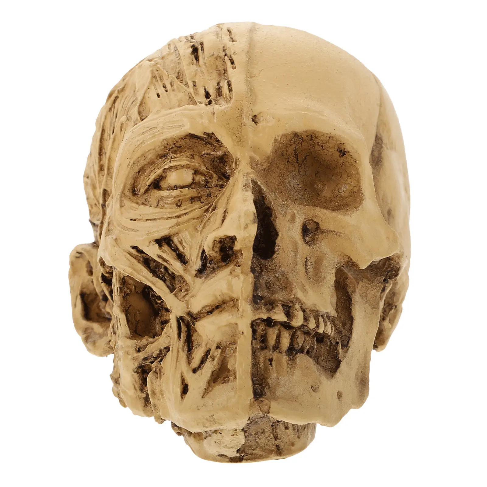 1Pcs Premium Resin Skull Prop Halloween Decor Realistic Skull Ornament for Festival Scene Decor Photo Shoot Selfie Prop Creepy