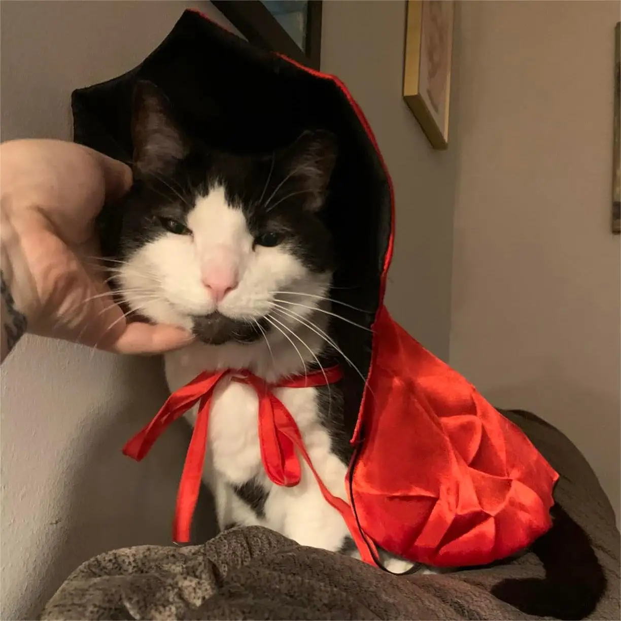 TONG 애완견 할로윈 코스튬 개 고양이 의상, 소형견 코스프레 뱀파이어 망토, 개 고양이 옷 망토, 애완동물 용품