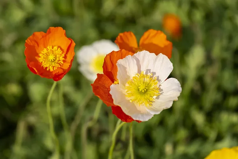 

RUSHFPV 5,8G 8 Вт видеопередатчик 4900-6000 МГц линейная поляризованная всенаправленная антенна FPV видеопередатчик для RC FPV дрона дальнего действия