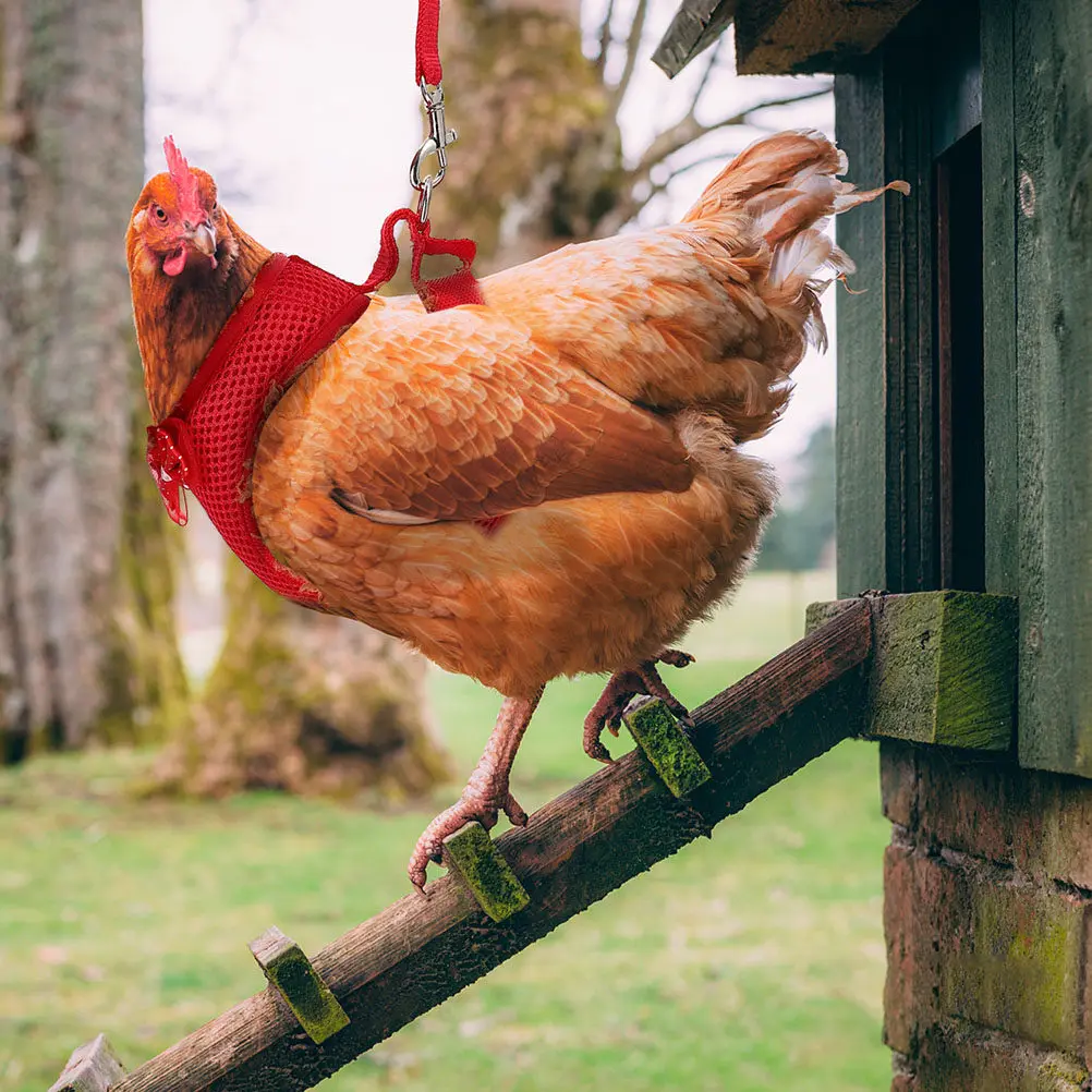 

3 комплекта поводков для домашних кур из премиальной ткани, с равномерным распределением нагрузки при вытягивании, легкие, портативные, для использования на улице