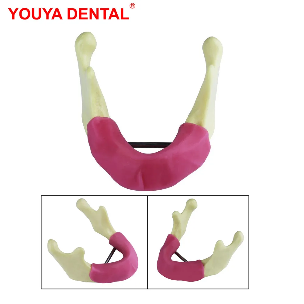 Mandible Practice Teeth Model For Dental Students Studying Examation Lower Jawbone Implant Model Dentist Teaching Training Model