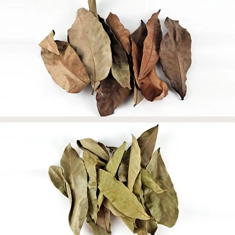 Natural Catappa Leaves 50Pcs Aquarium Water Treatments Indian Almond Leaves For Reduce P H Softened Purified Water Quality