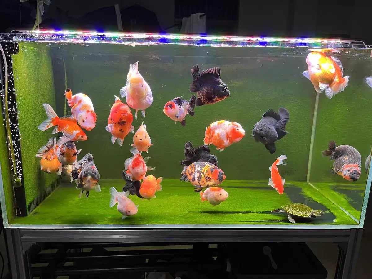 Светодиодный светильник для аквариума с оптической линзой Светодиодный светильник для аквариума Осветляющая лампа для аквариума Светодиодный морской свет Boost Algea Clear Water