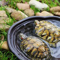 Plato de agua para tortugas y reptiles – Fácil de limpiar