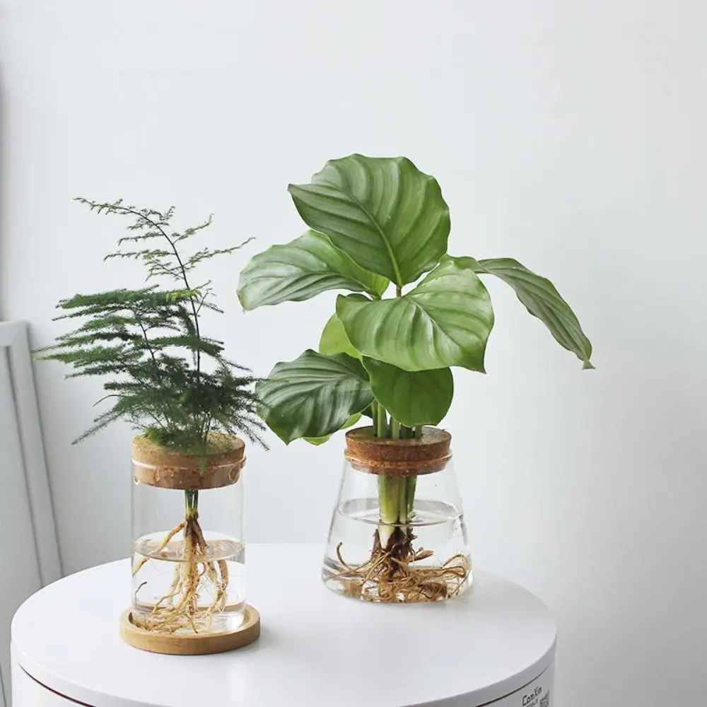 Green Plant Mini Hydroponic Flower Pot Transparent Creative Home Glass Vase Potted Soilless Terrarium