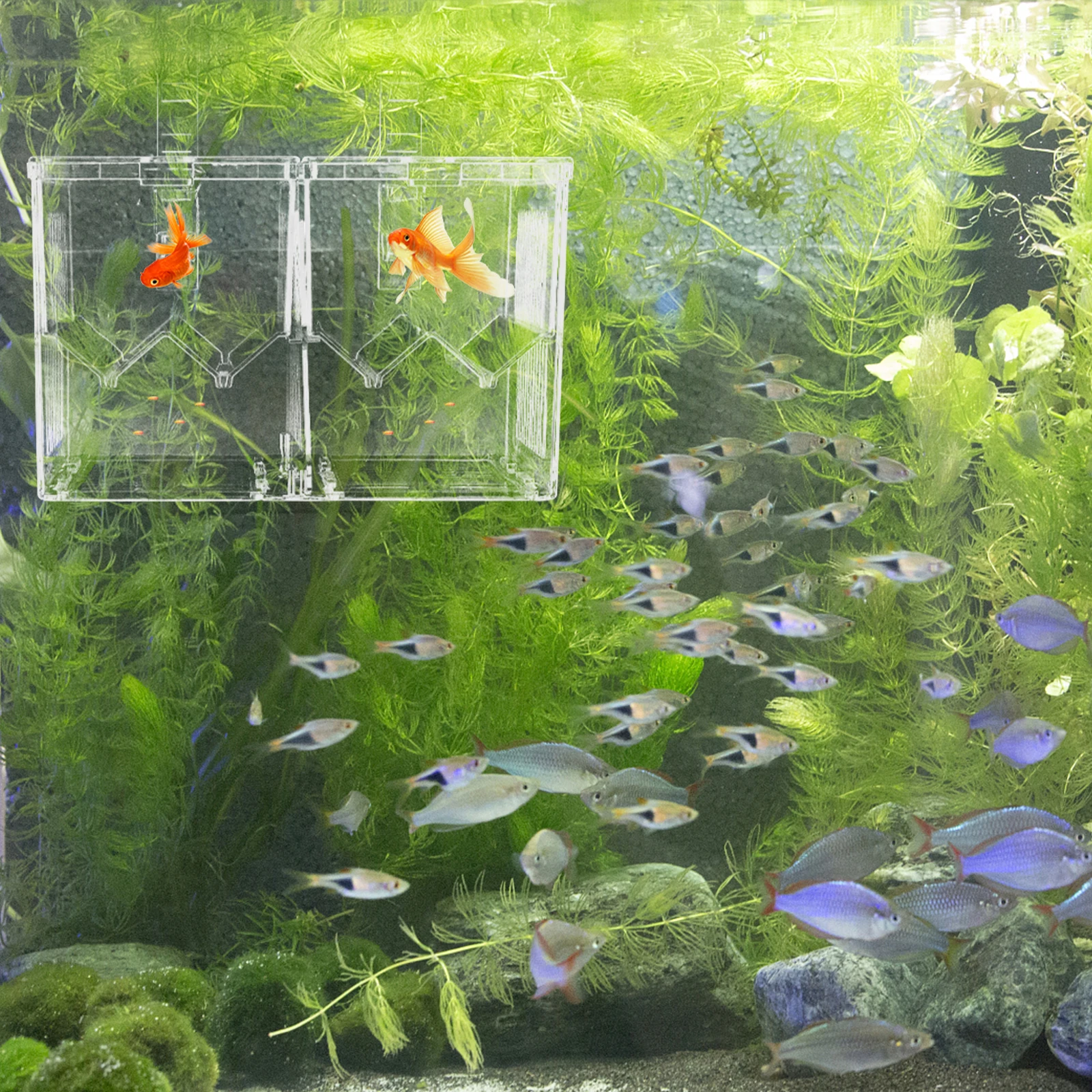 

Double Layer Fish Isolation Box Durable Plastic Aquarium Breeding Tank Hatching Cage Compact Waterproof Easy