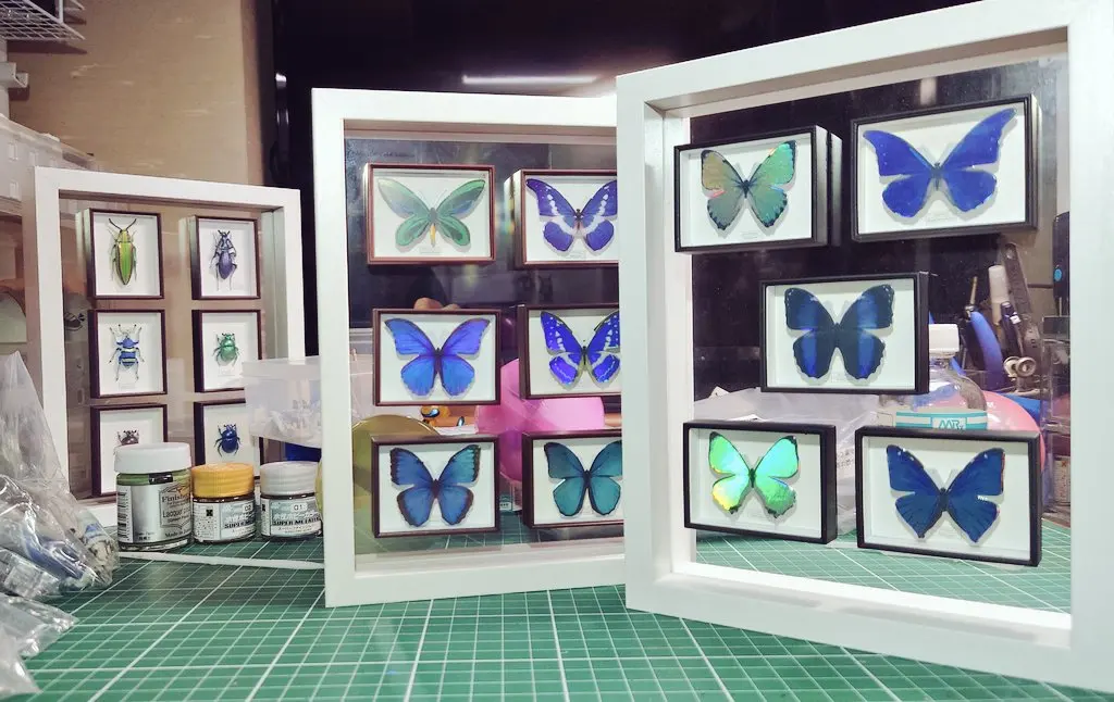 IKIMON ของเล่นแคปซูลที่สมจริง STC เยอรมันกล่องแม่เหล็กตู้เย็นคอลเลกชัน Morpho ผีเสื้อ Special Edition เงา dreamy wing ตัวเลข