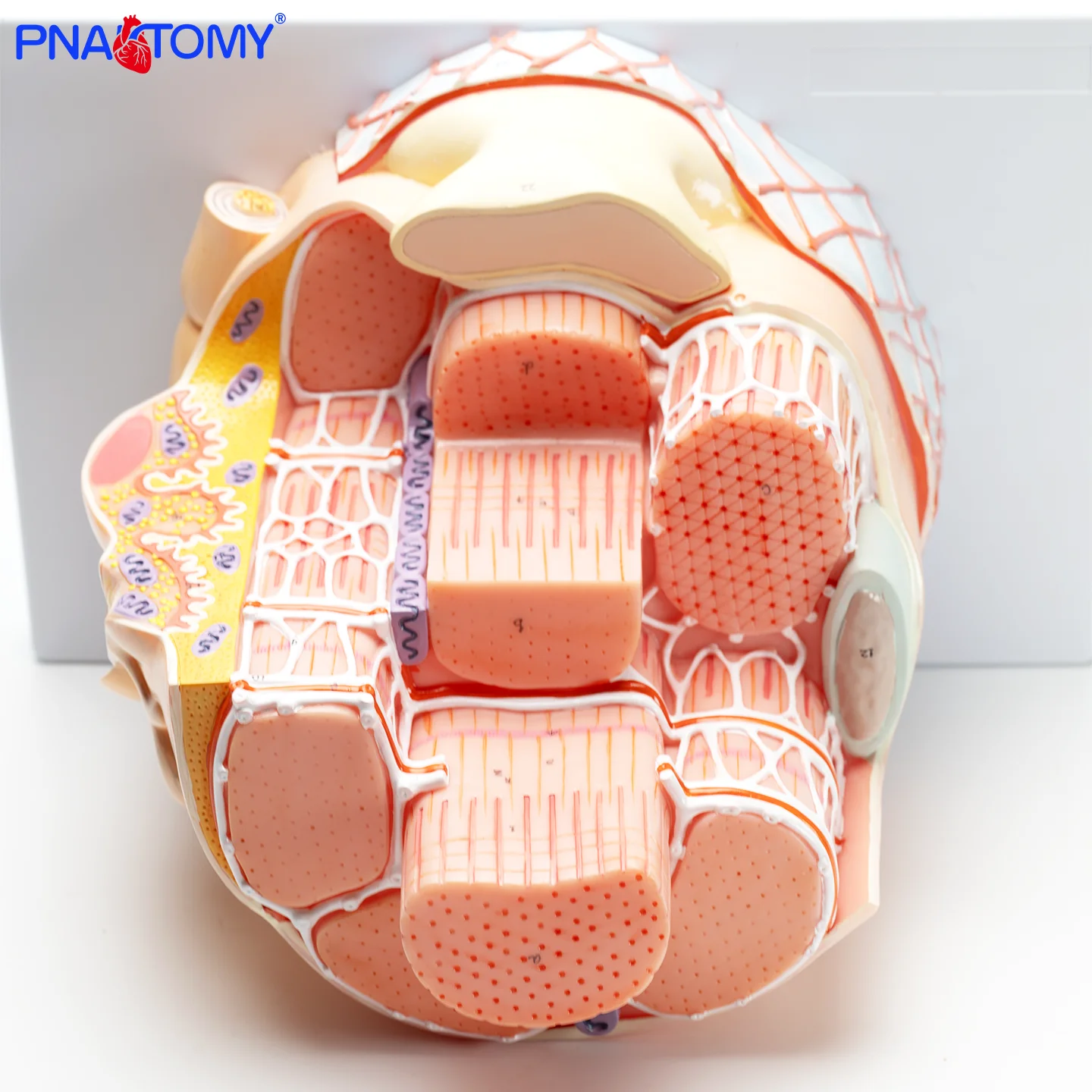 Magnify 40000 Times the Skeletal Muscle Model Muscle Fiber Structure Sarcoplasmic Reticulum Myosin Actin