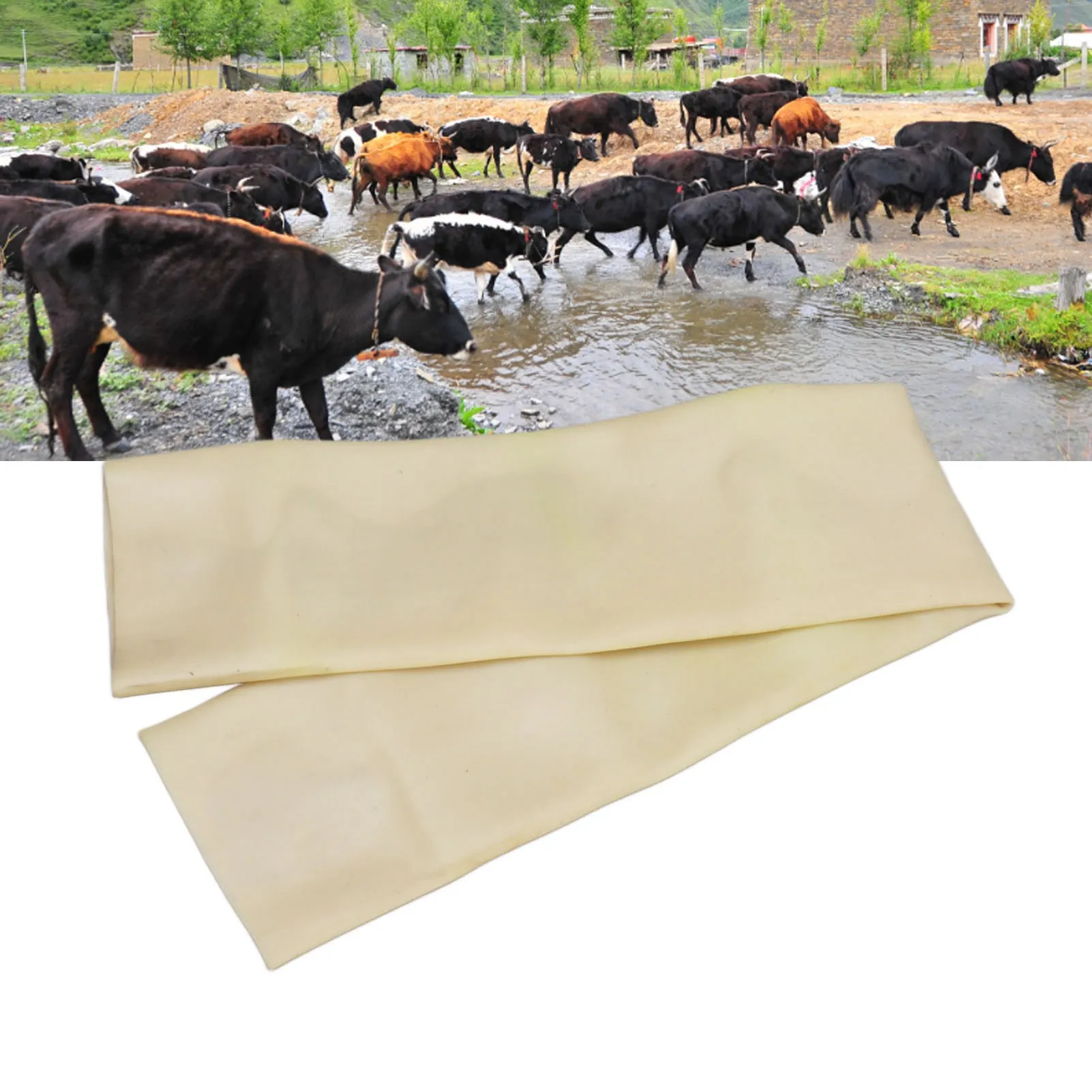 Ox Seminal Fluid Co… - image