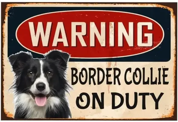 Warning Border Collie On Duty Signs Metal Tin Sign Vintage Signs Aluminum Tin Signs for Home Outdoor Garden 8x12 Inches