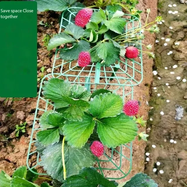 

Strawberry Plant Stand 20Pcs Plastic Strawberry Supports Sturdy Strawberry Support Frame Stable Strawberry Growing Rack for Home