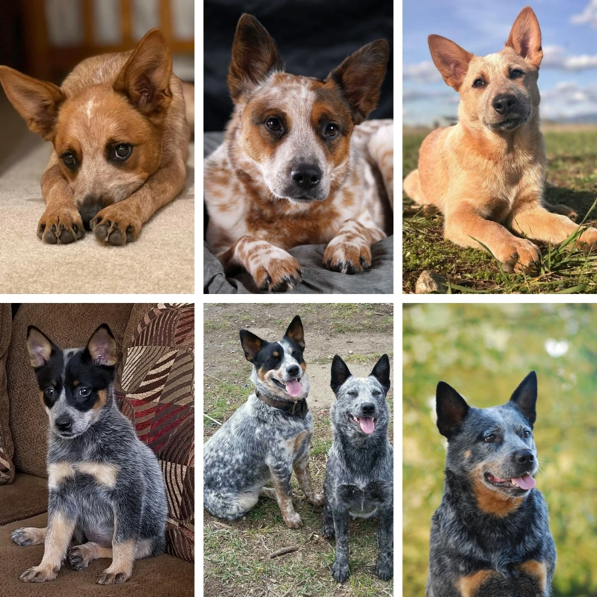 

Алмазная мозаика с изображением собак породы Australian Cattle Dog (Blue Heeler) и Red Heeler, DIY, с полным заполнением квадратными и круглыми стразами, подарок для любителей собак