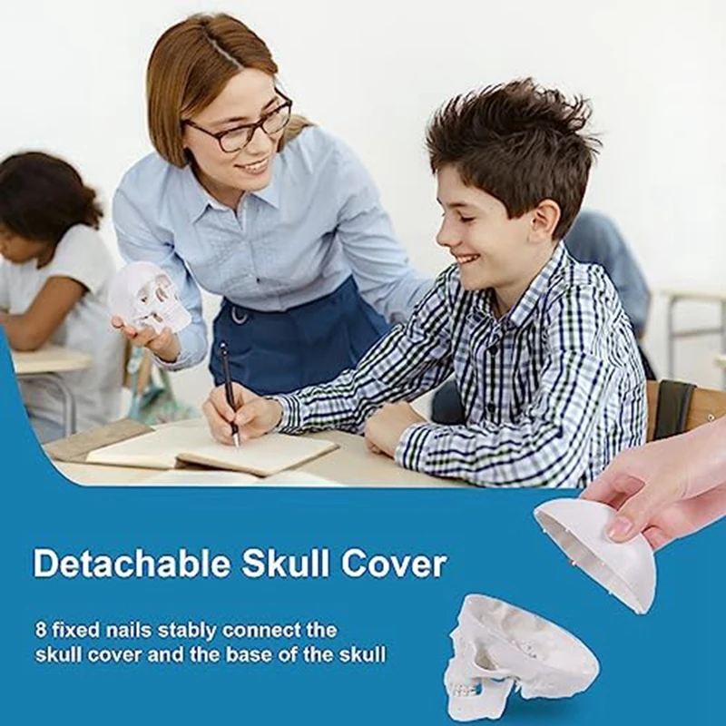 Mini Human Skull Model, 3 Parts Anatomical Skull Model With Removable Skull Cap And Articulated Mandible Durable