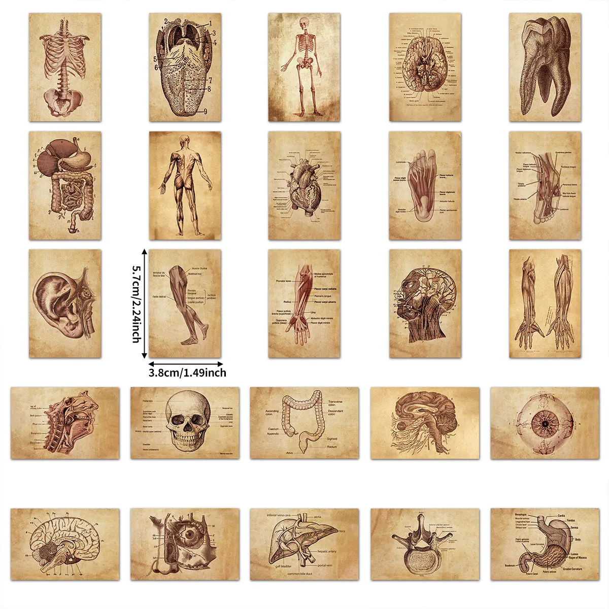 50 Pieces of Retro Human Anatomy Stickers, Medical Organs and Skeletal Elements, DIY Decorative Materials for Journals