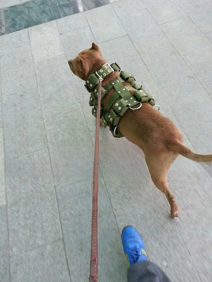 Bit Dog Training We…