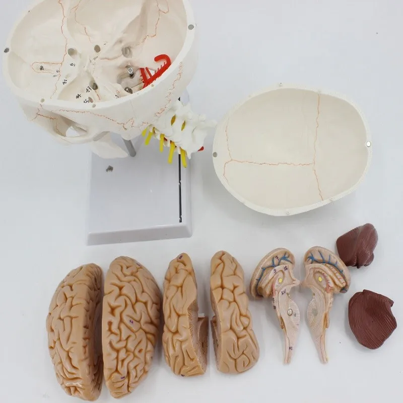 High-quality human brain and skull models and spinal models